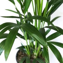 Kentia Palm (Howea Forsteriana) 5 Kentia Palm (Howea Forsteriana) -Roundupt Store KENTIAPALM 1