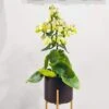 Kalanchoe Magic Bell 2 Kalanchoe Magic Bell -Roundupt Store KMAGICBEL