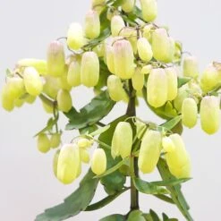 Kalanchoe Magic Bell 7 Kalanchoe Magic Bell -Roundupt Store KMAGICBEL 3