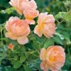 The Lark Ascending English Shrub Rose -Roundupt Store LARKASCEND