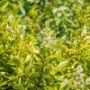 Ligustrum Ovalifolium 'Aureum' 2 Ligustrum Ovalifolium 'Aureum' -Roundupt Store LIGUSOVAUR