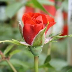 Little Bronze Rose -Roundupt Store LITTLEBR 2