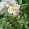 Little Rambler Climbing Rose 2 Little Rambler Climbing Rose -Roundupt Store LITTLERA