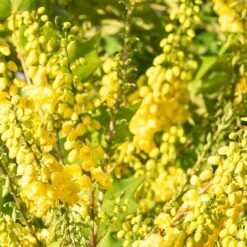 Mahonia X Media 'Winter Sun' 5 Mahonia X Media 'Winter Sun' -Roundupt Store MAHWINTSUN 1