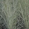 Miscanthus Sinensis 'Morning Light' 2 Miscanthus Sinensis 'Morning Light' -Roundupt Store MISMOLI