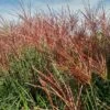 Miscanthus 'Red Zenith' 1 Miscanthus 'Red Zenith' -Roundupt Store MISREZE