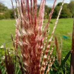 Miscanthus 'Red Zenith' -Roundupt Store MISREZE 2