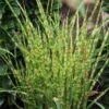 Miscanthus Sinensis 'Zebrinus Compact' -Roundupt Store MISZEBC
