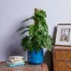 Monstera Monkey Leaf (Monstera Obliqua) 1 Monstera Monkey Leaf (Monstera Obliqua) -Roundupt Store MONOBLI