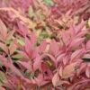 Nandina Domestica 'Obsessed' -Roundupt Store NANOBSE