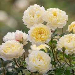 NYE Bevan English Shrub Rose