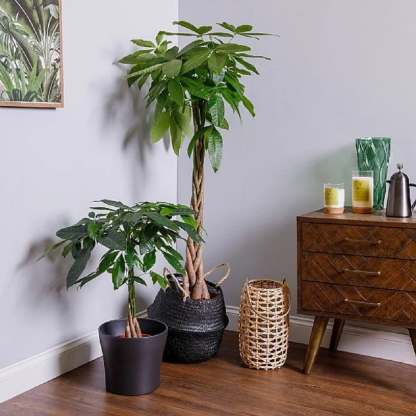 Pachira Aquatica (Money Tree) 3 Pachira Aquatica (Money Tree)