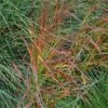 Panicum Virgatum 'Rehbraun' 2 Panicum Virgatum 'Rehbraun' -Roundupt Store PANREHB