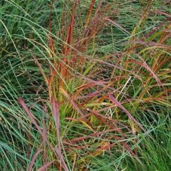 Panicum Virgatum 'Rehbraun'