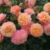 'Peach Melba' Bush Rose 1 'Peach Melba' Bush Rose -Roundupt Store PEACHMELBA