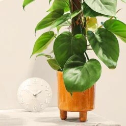 Philodendron Scandens 7 Philodendron Scandens -Roundupt Store PHILSCA 3