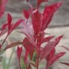 Photinia Fraseri 'Carre Rouge' 1 Photinia Fraseri 'Carre Rouge' -Roundupt Store PHOCARROU