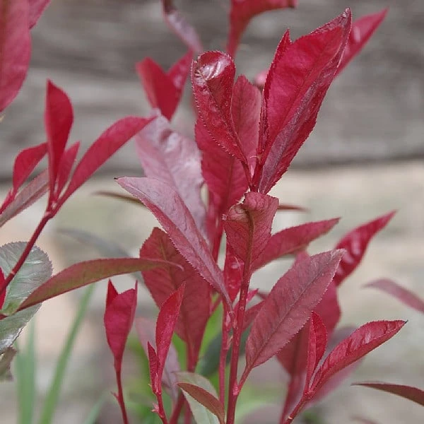 Photinia Fraseri 'Carre Rouge' 3 Photinia Fraseri 'Carre Rouge'