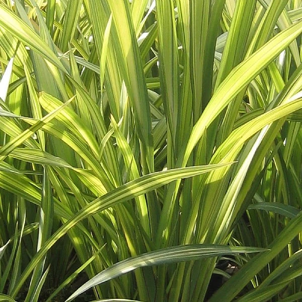 Phormium 'Yellow Wave' 3 Phormium 'Yellow Wave'