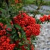 Pyracantha Coccinea 'Red Star' 1 Pyracantha Coccinea 'Red Star' -Roundupt Store PYRAREDSTAR