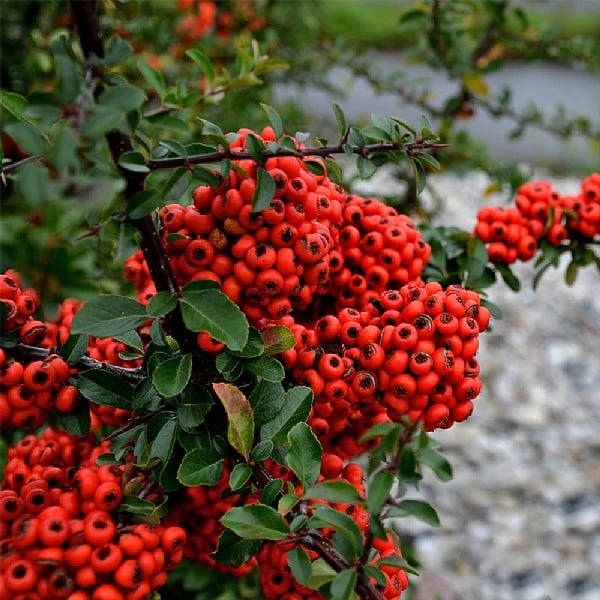 Pyracantha Coccinea 'Red Star' 3 Pyracantha Coccinea 'Red Star'