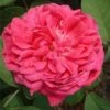 Rose De Rescht Shrub Rose 2 Rose De Rescht Shrub Rose -Roundupt Store ROSEDER
