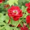 Ruby Rambler Climbing Rose 1 Ruby Rambler Climbing Rose -Roundupt Store RUBYRAMB