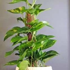 Scindapsus 5 Scindapsus -Roundupt Store SCIND 1