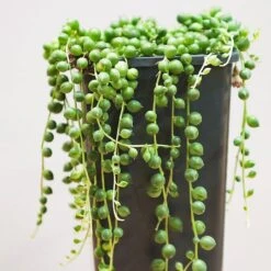 String Of Pearls (Senecio Rowleyanus) - Various Sizes 5 String Of Pearls (Senecio Rowleyanus) - Various Sizes -Roundupt Store SENEANUS 2