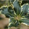 Ilex Aquifolium 'Argentea Marginata' 2 Ilex Aquifolium 'Argentea Marginata' -Roundupt Store SHILAMA
