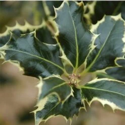Ilex Aquifolium 'Argentea Marginata'