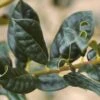 Ilex Aquifolium 'J C Van Tol' -Roundupt Store SHILJCV