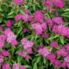 Spiraea 'Japonica Shirobana' -Roundupt Store SPIRDJAPSHIR