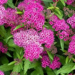 Spiraea 'Japonica Shirobana' 5 Spiraea 'Japonica Shirobana' -Roundupt Store SPIRDJAPSHIR 1