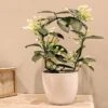 Stephanotis 4-6 Flowers 1 Stephanotis 4-6 Flowers -Roundupt Store STEPFLO