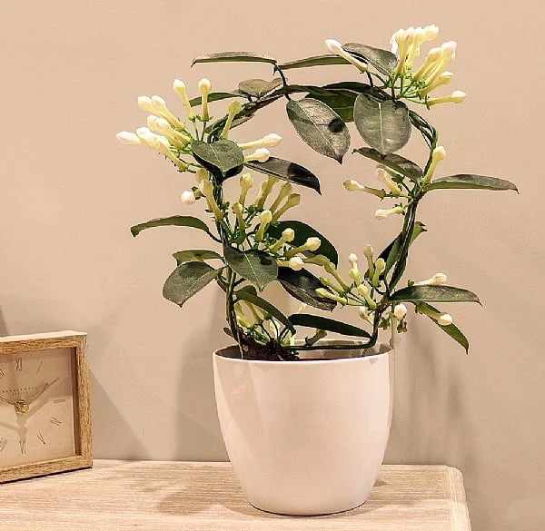 Stephanotis 4-6 Flowers 3 Stephanotis 4-6 Flowers