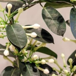 Stephanotis 4-6 Flowers 5 Stephanotis 4-6 Flowers -Roundupt Store STEPFLO 2