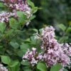 Syringa 'Meyeri Palibin' -Roundupt Store SYRMEYPAL
