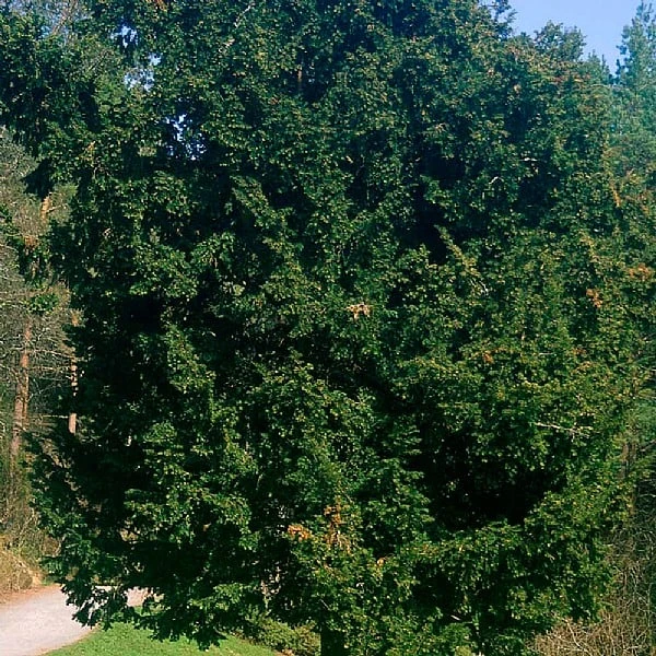 Taxus Baccata - Yew 3 Taxus Baccata - Yew