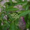 Viburnum Nudum 'Brandywine' -Roundupt Store VIBNUDBRAN