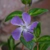 Vinca Major 'Maculata' -Roundupt Store VINMAMA