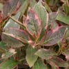 Weigela Florida 'Monet' 1 Weigela Florida 'Monet' -Roundupt Store WEIFLOMON