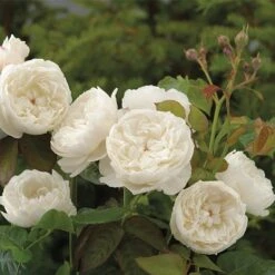 William & Catherine English Shrub Rose