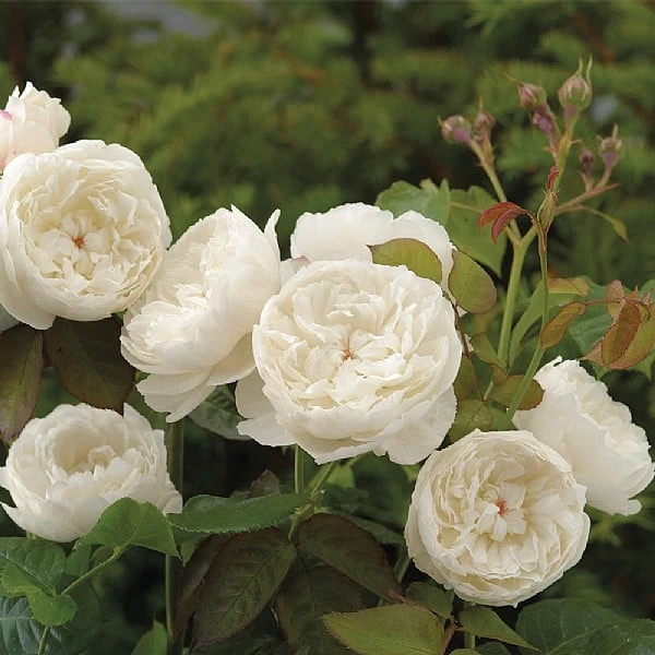 William & Catherine English Shrub Rose 3 William & Catherine English Shrub Rose