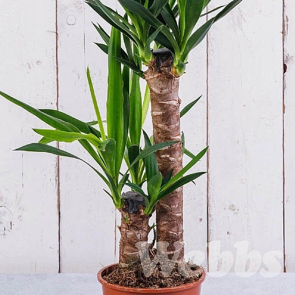 Yucca (Yucca Elephantipes) 4 Yucca (Yucca Elephantipes) - Image 2