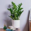 ZZ Plant (Zamioculcas Zamiifolia) -Roundupt Store ZZPLANT